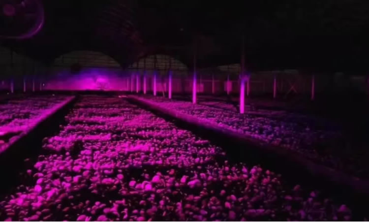 5ffeed979dfbf.jpg 03.jpg